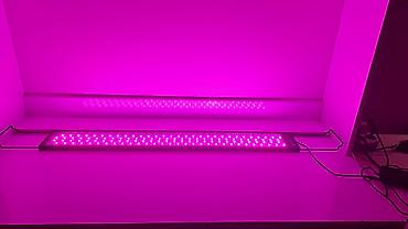 LED lampalar: İşlənmiş, LED lampa, Zəmanətsiz — 3