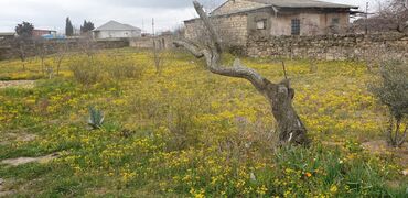 Torpaq sahələrinin satışı: 34 sot, Tikinti, Mülkiyyətçi, Kupça (Çıxarış) -da lalafo.az — 3 Torpaq sahələrinin satışı: 34 sot, Tikinti, Mülkiyyətçi, Kupça (Çıxarış) — 3
