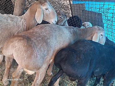 Баран, овца: Продаю | Баран (самец) | Арашан at lalafo.kg — 2 Баран, овца: Продаю | Баран (самец) | Арашан — 2