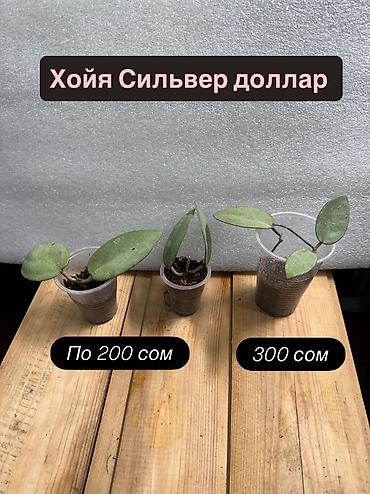 Хойи: Хойя Сильвер доллар от 200 сом Хойя доллар сплеш клон 2 -взрослое — 46