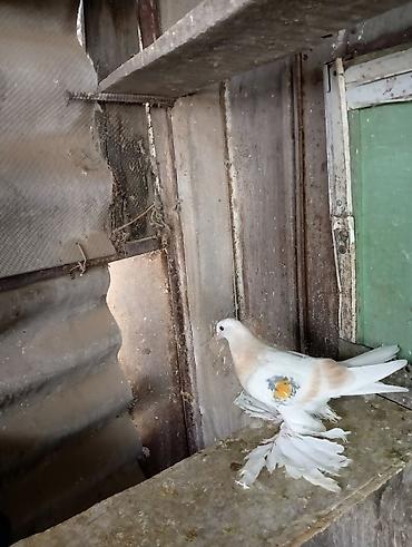 Птицы: Продаю молодых голубей 1 шт стоит пятьсот сом окончательно родители — 24