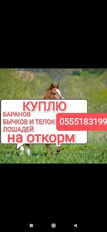 павший скот: Частное лицо, Колбасный цех : Коровы, быки, Лошади, кони, | Круглосуточно, Любое состояние, Забитый — 1