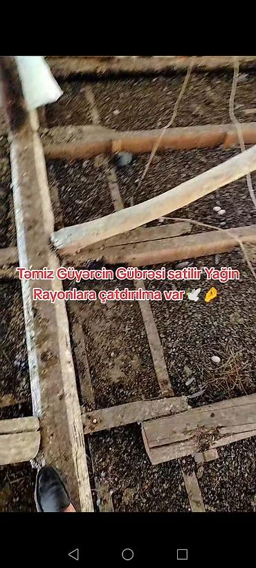 dəniz məhsulları satışı: Məhsul: Təmiz göyərçin gübrəsi Təsvir: - Təbii, qidalı orqanik gübrə — 4