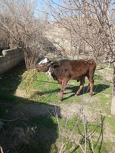 Dana, buzov: Diși göbəkli 7ayLlq disi danadlr. dananln anaslvə anaslnln anaslda — 16