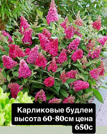 Другие комнатные растения: Пеларгонии сортовые — более 200 сортов в наличии - Ассортимент — 9