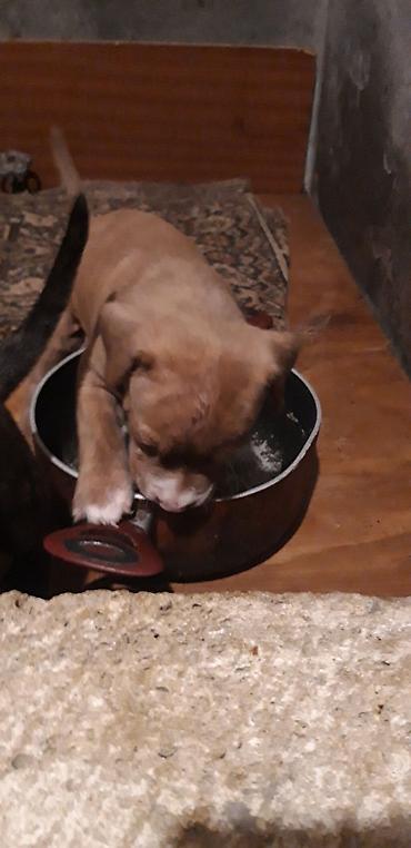İtlər: Pitbul — 2