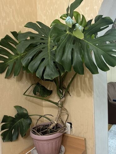 фикус денежное дерево: Монстера делициоза (Monstera deliciosa) в горшке - Крупные