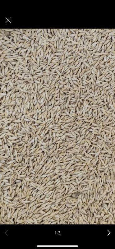 Зерновые культуры: Семена и саженцы Ячменя, Самовывоз