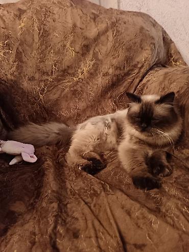 золотая шиншилла баку: Самец, В добрые руки, Платная доставка — 8