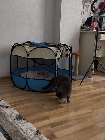 pişik ucun daraq: It pisikler ucun setka satilir teze kimidir 1 defe islenib 25 m — 1