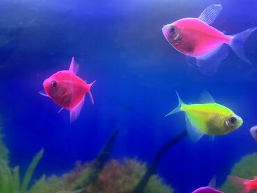 Balıqlar: Glofish, Sülhsevər, Ödənişli çatdırılma -da lalafo.az — 3 Balıqlar: Glofish, Sülhsevər, Ödənişli çatdırılma — 3