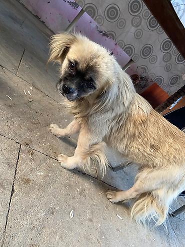 it pekines: Pekines, 2 il, Dişi, Ünvandan götürmə — 1