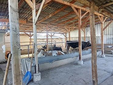 Продажа сельхоз предприятий: Продаётся недвижимость сельхозназначения с хозяйственным двором и — 6