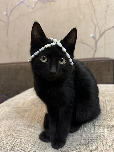 карал: Кошка даром: Беспородная, 1 месяц, Мальчик — 2