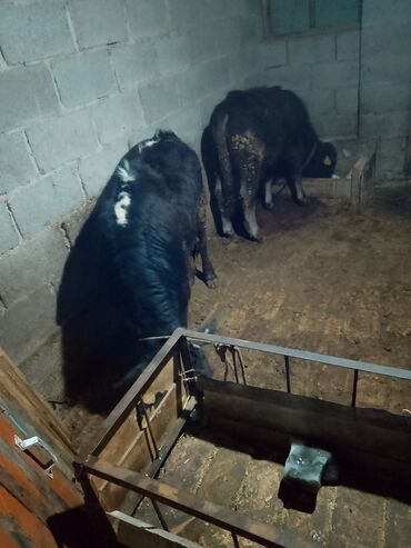 Коровы, быки: Продаю | Музоо, торпок | Полукровка | На откорм | Привязанные — 6