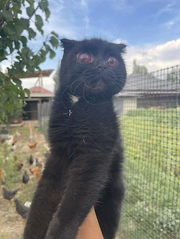 животные кошки: Шотландская вислоухая кошка (скоттиш-фолд) чёрного окраса. Это редкая — 3