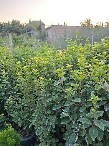 dibcek gulleri ve adları: Kalina gülləri 1 manatdan başalyan qiymətlərlə — 4