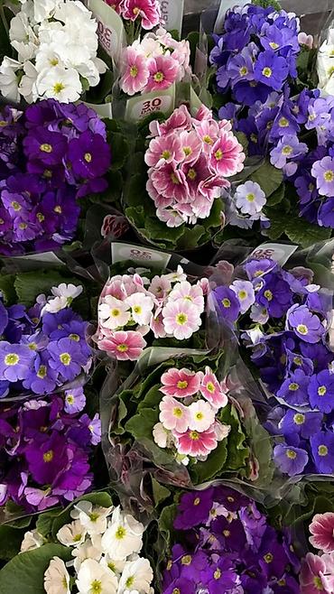 Герани и пеларгонии: Комнатные цветы в горшках — ассортименты расцветок - Цикламен — 19