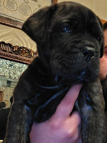 İtlər: Kane-Korso, 1 ay, Sənədli, Ünvandan götürmə, Pulsuz çatdırılma, Rayonlara çatdırılma — 1