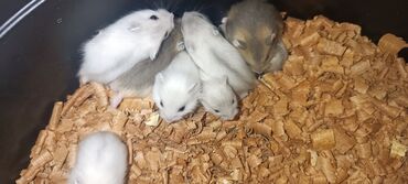 Gəmiricilər: Ağıllı Tərbiyəli cunqariklər satılır. Tər- təmiz gül kimi baxılır
