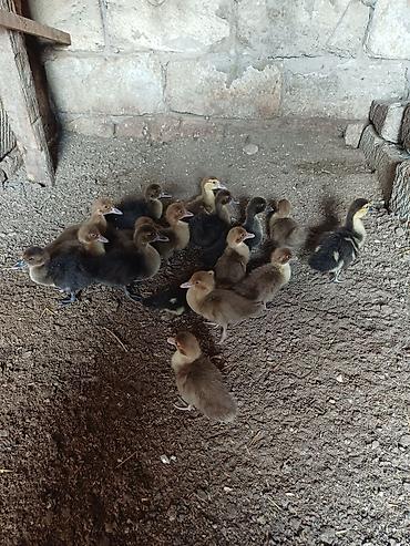 pisik aliram: Erkək, Damazlıq, Ünvandan götürmə — 5