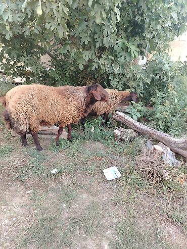 Qoyunlar, qoçlar: Qoyun sürüsü – 3baş - Növ: ehtimalən yerli ətlik/yunlu tip — 5