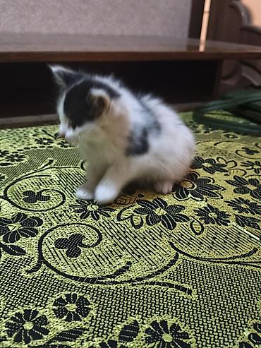 кошка майкун: Отдам котят в добрые руки. Котята веслоухие, породистые. Есть 3 котят — 3