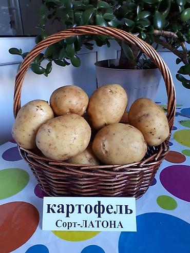 Удобрения и садовая химия: Удобрение Самовывоз — 21