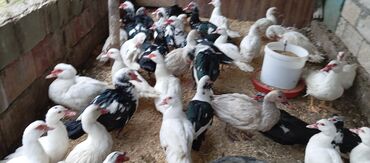 Ördəklər: Təcili satılır.Real alıcılar əlaqə saxlaya bilər — 19