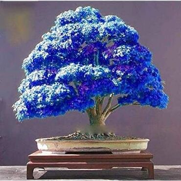 Semena i sadnice: Sakura Bonsai mini japanska trešnja seme
Cena: 650din/5 semenki — 2