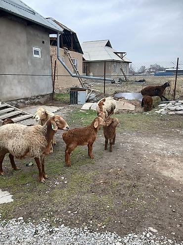 Баран, овца: Продаю | Овца (самка) | Для разведения | Матка — 2