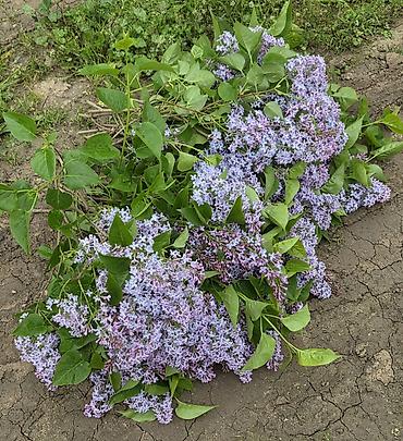 kəpənək dekor: Məhsul: Yasəmən (Syringa vulgaris) – kəsilmiş budaqlar və ya kol — 7