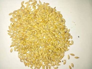 арпа мака: Семена и саженцы Ячменя, Бесплатная доставка