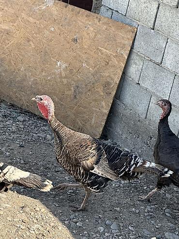 Птицы: Самки и самцы — 8