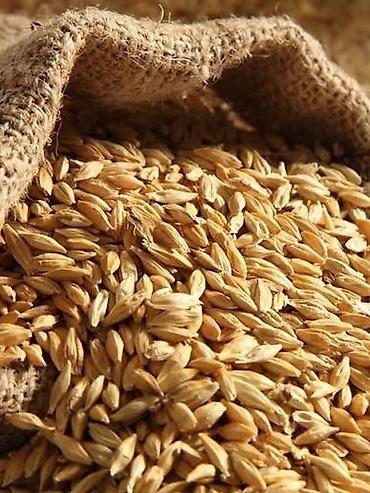 qızıl əşyaları: 6 tona yaxın arpa var 35qəpiyə deyirəm aşağıda olacaq real aləcıya — 1