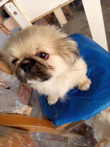 xaski it sekilleri: Pekines, 3 ay, Erkek, Ünvandan götürmə, Ödənişli çatdırılma