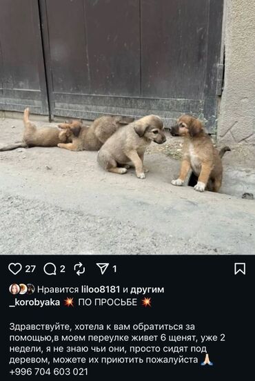 возьму собаку в добрые руки: Щенятам нужен дом