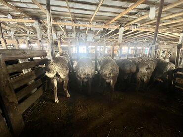 Бараны, овцы: Продаю | Баран (самец) | Для разведения | Племенные — 5