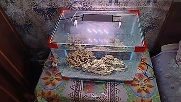 akvarium baliqlari: Şüşə akvarium seti - Ölçü: təxmini 60×35×40 sm (50–60 litr həcmə — 5