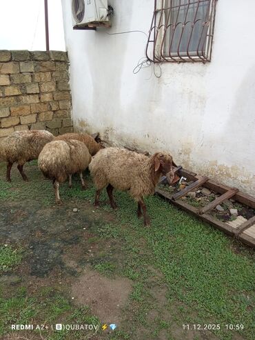 Qoyunlar, qoçlar: 3 qoyun 1 quzu satılır biri ana baladir dişi bala ilə kom 1.150 — 7