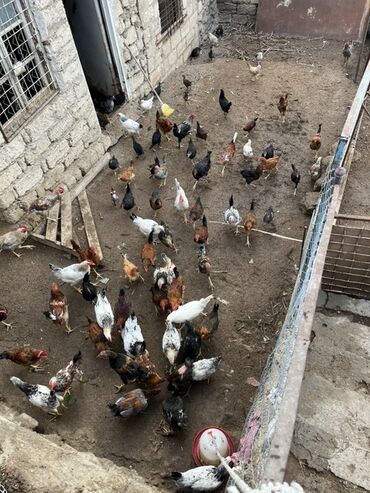 Попугаи: Qarışıq yerli cins toyuqlar sürüsü - Şəkillərdə təsvir olunan həyət