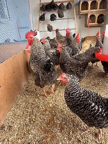 Toyuqlar: Toyuq, Damazlıq, Ödənişli çatdırılma — 1