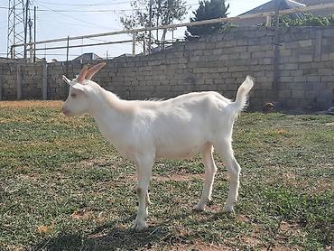 poni at satilir: Saanen təkəsi.Öz heyvanımın balasıdır.Sağlam heyvandır — 2