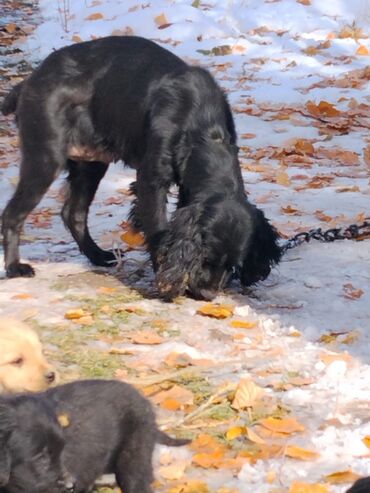 Продажа собак: Щенки охотничьего типа (смесь спаниеля/легавой по экстерьеру) - Помёт — 11