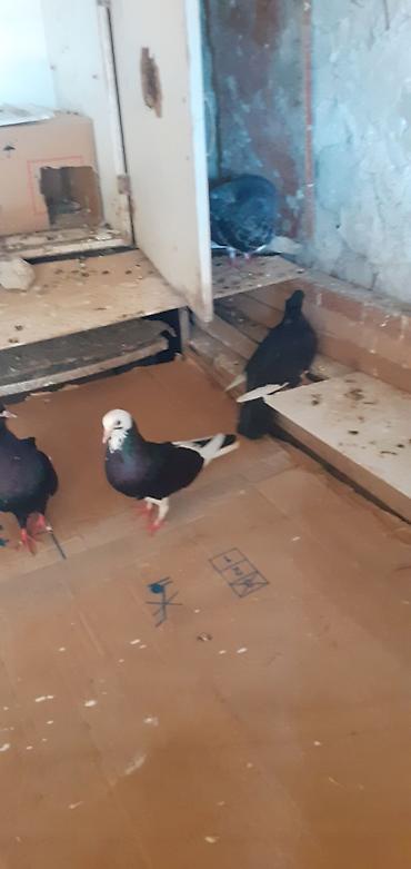 korella satışı: Ebresler,kömür qaralar,kekilli lelekli ebresler göyler satilir — 9