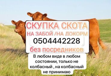 заменитель молока: Куплю | Коровы, быки, Лошади, кони, Бараны, овцы | Круглосуточно, На откорм, Самовывоз