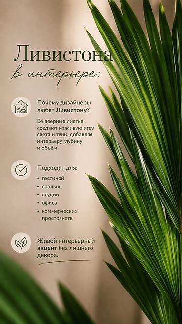 фитолампа: В единственном экземпляре с кашпо продается веерная пальма Ливистона😍 — 8