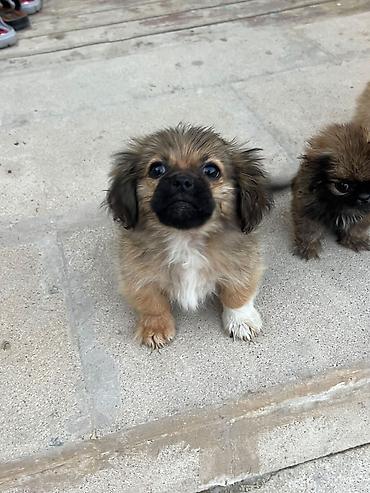 Pekines, 4 ay, Erkək, Ünvandan götürmə