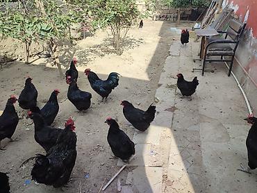 zvanok it type 0: Salam akeykum avstralorp yumurtaları satılır təmiz qandi.istiyen olsa — 2