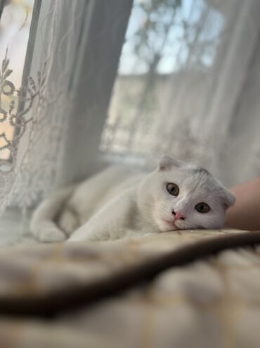 ağ pişik şəkilləri: Şotland, Yaxşı əllərə